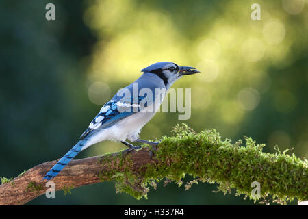 Blue Jay appollaiato sul muschio coperto il ramo mangia semi di girasole Foto Stock