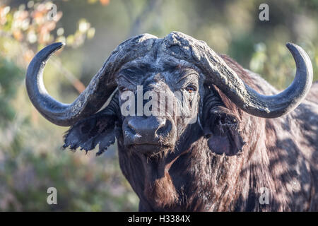 Bufali (Syncerus caffer), Manyeleti Game Reserve, Sud Africa Foto Stock
