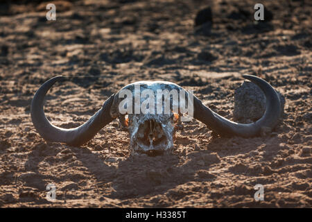 African buffalo (Syncerus caffer) le ossa craniche, Manyeleti Game Reserve, Sud Africa Foto Stock