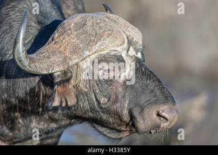Bufali (Syncerus caffer), Veduta laterale, Manyeleti Game Reserve, Sud Africa Foto Stock