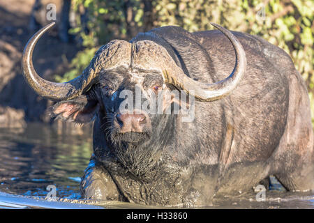 Bufali (Syncerus caffer) in acqua, Manyeleti Game Reserve, Sud Africa Foto Stock