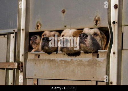 Fox Hunt hounds trasportato, teste attraverso le rotaie del rimorchio nella casella di cavallo Foto Stock