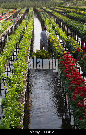 La raccolta di fiore in Vietnam durante le vacanze Foto Stock