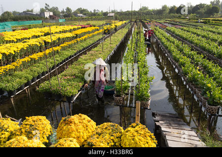 La raccolta di fiore in Vietnam durante le vacanze Foto Stock