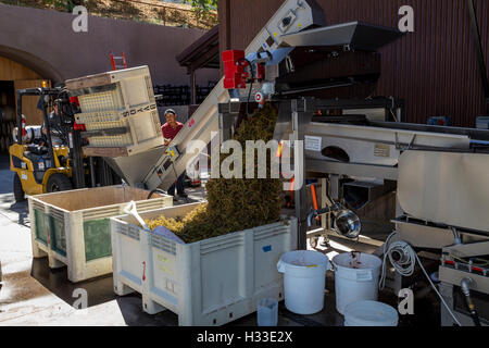 Cantina lavoratore, diraspatura uva, schiacciare pad, B nelle cantine dei vigneti e della cantina, Oakville, la Valle di Napa NAPA County, California Foto Stock