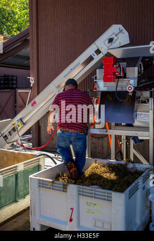 Cantina lavoratore, diraspatura uva, schiacciare pad, B nelle cantine dei vigneti e della cantina, Oakville, la Valle di Napa NAPA County, California Foto Stock