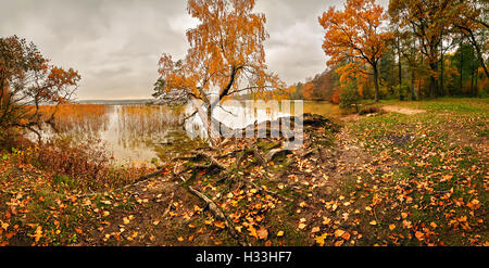 Ottobre foresta colorati. Fronde di alberi in corrispondenza di un argine Foto Stock