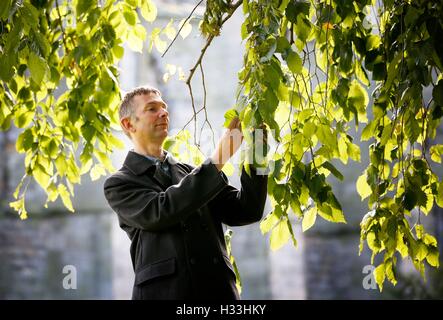 È sotto embargo per 0001 Martedì 4 ottobre il Dr Max Coleman, del Royal Botanic Garden Edinburgh, esamina le foglie su uno dei due 100ft tall Wentworth elms che sono stati scoperti nei giardini del Palazzo di Holyroodhouse, Regina della residenza ufficiale in Scozia. Foto Stock