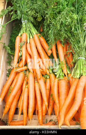 Freschi carote organico con piani per la vendita ad un fruttivendolo REGNO UNITO Foto Stock