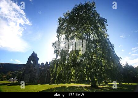 Uno dei due olmi di Wentworth alti 100 metri e scoperti all'interno del Palazzo di Holyroodhouse, la residenza ufficiale della Regina in Scozia. Foto Stock