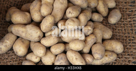 Molti genuine materie organiche di patate per la vendita Foto Stock