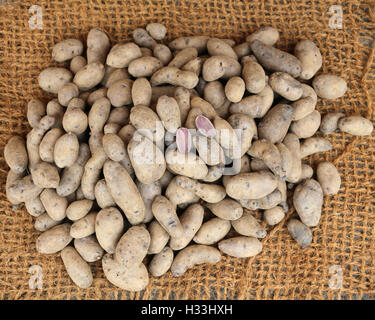 Genuine materie patate nel negozio di generi alimentari coltivati da agricoltura biologica Foto Stock