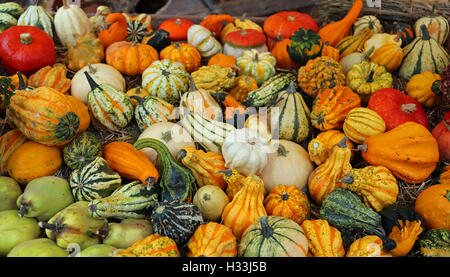 Molte piccole zucche decorative per la festa di Halloween in vendita presso il negozio di fruttivendolo Foto Stock