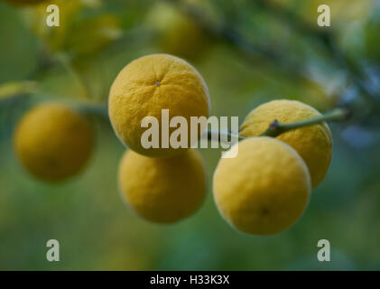 Trifoliate arancia arancio amaro hardy orange frutti Poncirus trifoliata Foto Stock