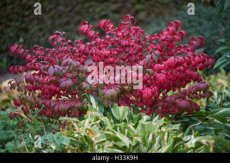 Euonymus alatus mandrino alato euonymus roveto ardente in autunno Foto Stock