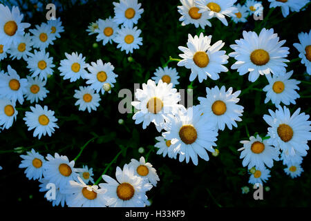 Dettaglio delle margherite daisy fiori con golden raggi di sole di primavera sole estivo Foto Stock