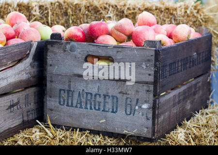 Le mele raccolte in legno crea Malus domestica Foto Stock