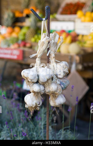 Allium sativum aglio Foto Stock