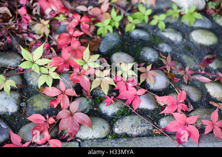 Parthenocissus quinquefolia, Virginia superriduttore, American ivy su pavimentazione Foto Stock