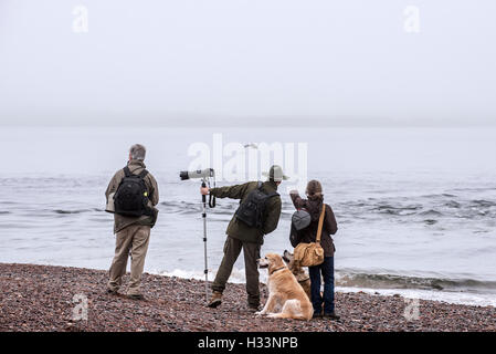 La fauna selvatica fotografi e whale watching avvistamento delfini Bottlenose a Chanonry Point nella nebbia, Moray Firth, Scotland, Regno Unito Foto Stock