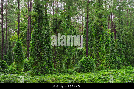 Kudzu coperto da alberi di pino in North Central Florida. Pueraria lobata Foto Stock