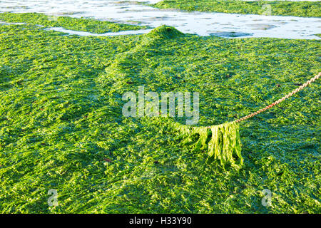 Catena di ancoraggio coperti con lattuga di mare su saltwater tidal flats a bassa marea di Waddensea, Paesi Bassi Foto Stock