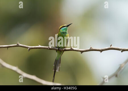 Uno verde gruccione, appollaiato su un ramo Foto Stock