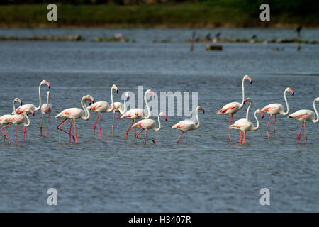 Fenicottero maggiore (Phoenicopterus roseus) amando la natura in zone umide Foto Stock