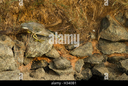 Un Airone striato (Butorides striata) Foto Stock