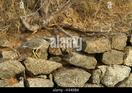 Un Airone striato (Butorides striata) Foto Stock