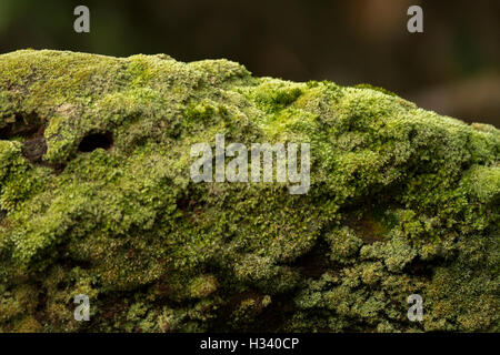 Big Stone ricoperte di alghe. Messa a fuoco selettiva Foto Stock