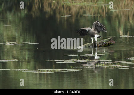 La minore fish eagle (Ichthyophaga humilis) con il pesce in un lago verde fondo di acqua Foto Stock