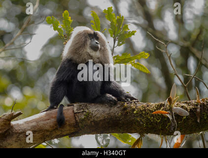 Lion-coda Macaque (Macaca silenus) nel suo habitat naturale Foto Stock