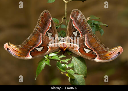 Bella grande farfalla, Giant Atlas Moth, Attacus Atlas, di insetti in natura verde habitat, India, Asia Foto Stock