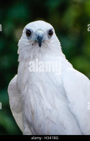 Bianco Hawk guardando la telecamera Foto Stock