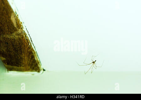 Cantina spider Daddy Long-gambe spider, capostipite di lungo le gambe spider, REGNO UNITO Inghilterra GB invasione nelle case Foto Stock