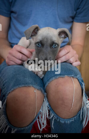 Un bellissimo cucciolo lurcher con gli occhi blu seduta su qualcuno lap Foto Stock