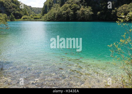 In banchi di pesce nel Parco Nazionale dei Laghi di Plitvice Foto Stock