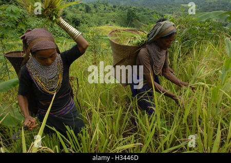 Bengalese gli agricoltori indigeni sono impegnati nella raccolta di riso jhum dalle colline a Bandorban in Chittagong, Bangladesh. Foto Stock