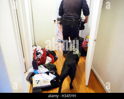 La polizia K9 cane cerca una casa, Detroit, Michigan, Stati Uniti d'America Foto Stock