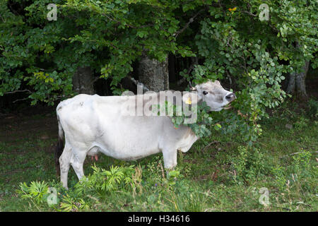 Una mucca è la alimentazione su foglie di albero in Baiului - Carpazi in Romania. Foto Stock