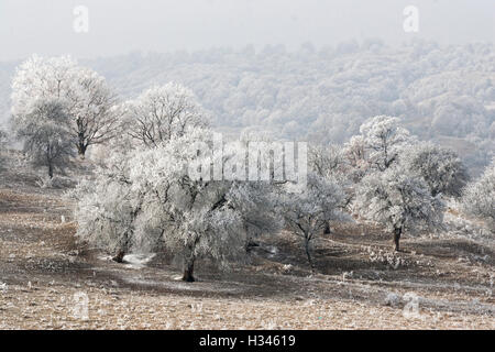 Le piante e gli alberi appaiono coperti in rime in questo tardo autunno paesaggio nelle colline della Transilvania. Foto Stock