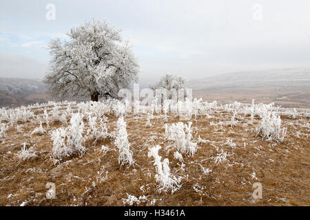 Le piante e gli alberi appaiono coperti in rime in questo tardo autunno paesaggio nelle colline della Transilvania. Foto Stock