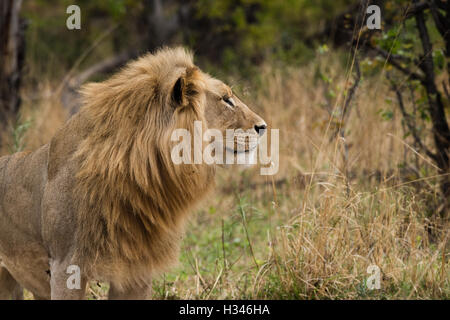 Leone maschio (Panthera leo) Profilo in lussureggianti dintorni, Okavango Delta, Botswana Foto Stock