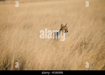 Singola nera-backed Jackal (Canis mesomelas) in piedi in erba alta, il Parco Nazionale di Etosha, Namibia Foto Stock