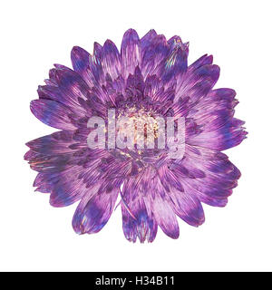 Fiore pressato testa viola gerbera isolato Foto Stock