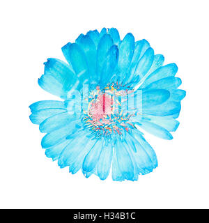 Fiore pressato testa blu gerbera isolato Foto Stock