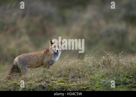 Red Fox / Rotfuchs ( Vulpes vulpes ) sorge in erba alta, nice circostante, terra aperta, guardando attentamente, tipico comportamento. Foto Stock