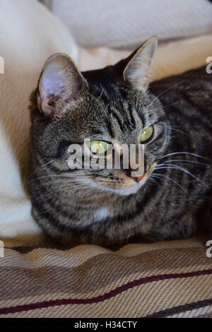 Tabby cat headshot guardando lontano Foto Stock