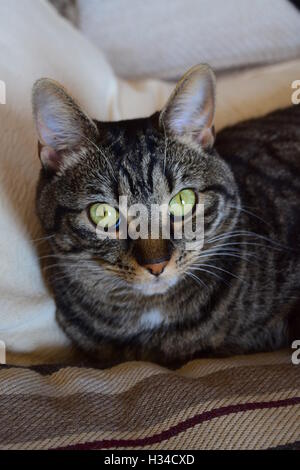 Tabby cat headshot Foto Stock